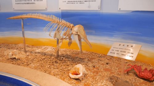 探秘青島銀色世紀海洋生物博物館 解鎖海洋生物的奧秘與產(chǎn)業(yè)新動能
